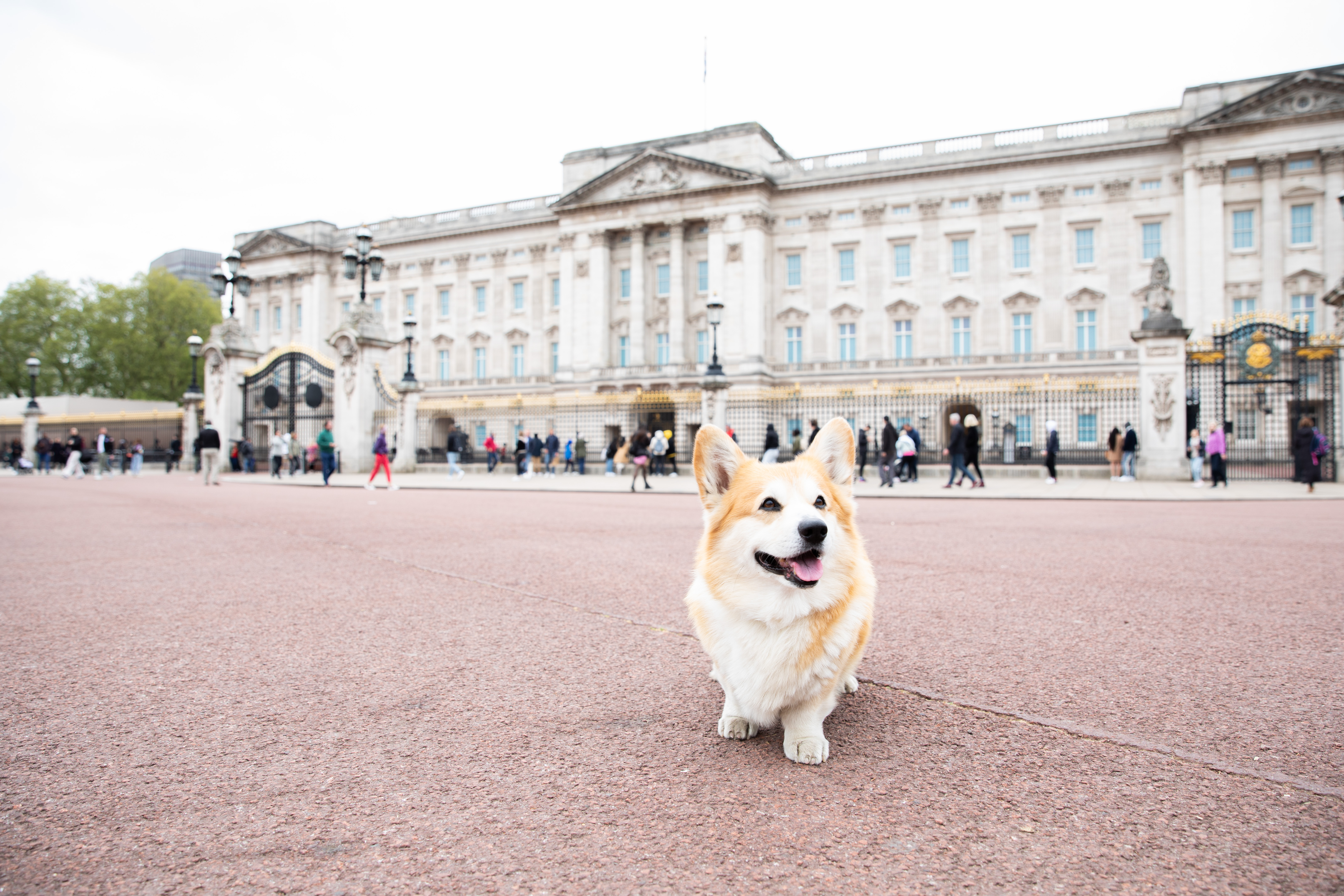 Corgi kennel best sale